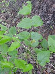 Steganotaenia araliacea