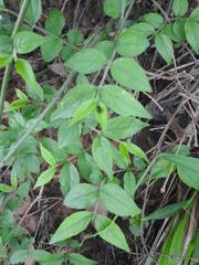 Jasminum streptopus