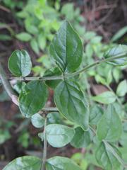 Jasminum streptopus
