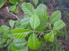 Searsia anchietae