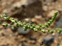 Ischnura saharensis