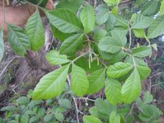 Searsia anchietae