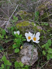Crocus hyemalis