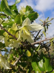 Clematis cirrhosa