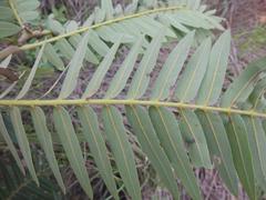 Brachystegia longifolia