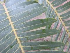 Brachystegia longifolia