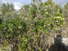 Clematis cirrhosa