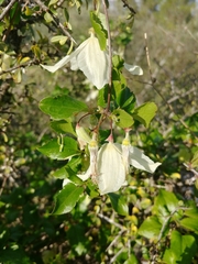Clematis cirrhosa