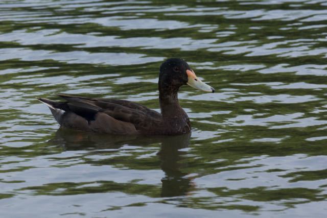 Mallard × Rosy-billed Pochard