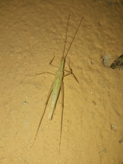 Oecanthus leptogrammus
