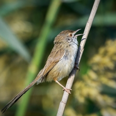 Prinia