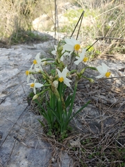 Narcissus tazetta