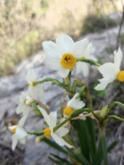 Narcissus tazetta