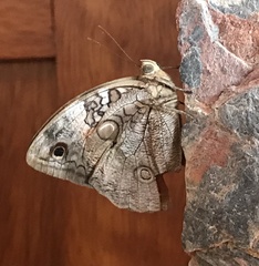 Opsiphanes invirae