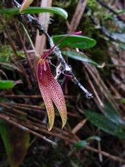 Restrepia