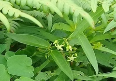 Vincetoxicum volubile