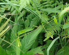 Vincetoxicum volubile