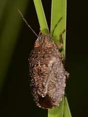 Lineostethus tenebricornis