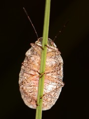 Lineostethus tenebricornis