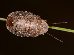 Lineostethus tenebricornis