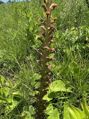 Disa brevicornis
