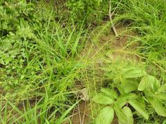 Asparagus flagellaris