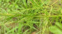 Asparagus flagellaris