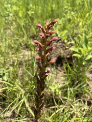 Disa brevicornis