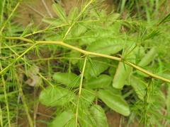Asparagus flagellaris