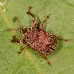 Himatolabus pubescens