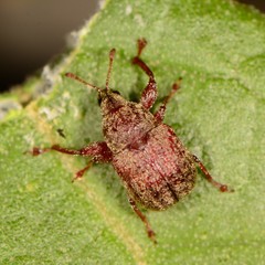 Himatolabus pubescens