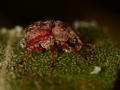 Himatolabus pubescens