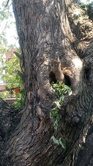 Sciurus carolinensis