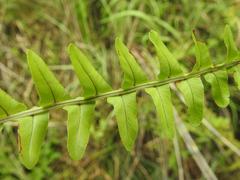 Nephrolepis undulata