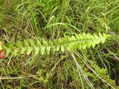 Nephrolepis undulata