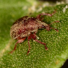 Himatolabus pubescens