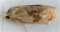 Cochylis bucera
