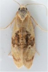 Cochylis bucera