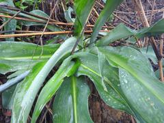 Chlorophytum andongense