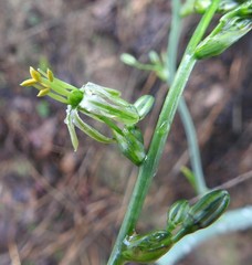 Chlorophytum andongense