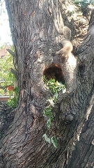 Sciurus carolinensis