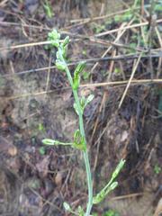 Chlorophytum andongense