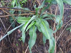 Chlorophytum andongense