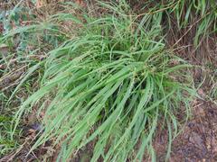Setaria lindenbergiana