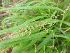 Setaria lindenbergiana