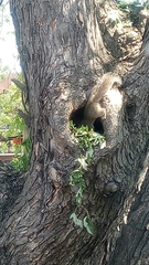 Sciurus carolinensis