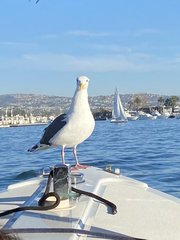 Larus occidentalis