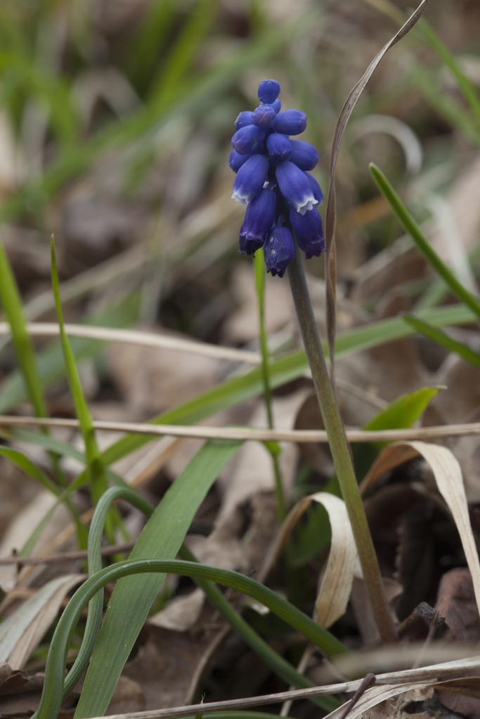 Muscari dolichanthum