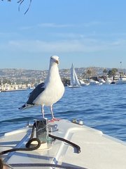 Larus occidentalis