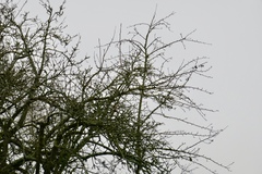 Cyanistes caeruleus caeruleus